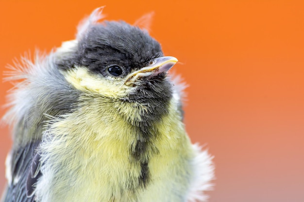 Foto nahaufnahme eines vogels