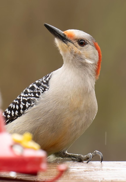 Nahaufnahme eines Vogels