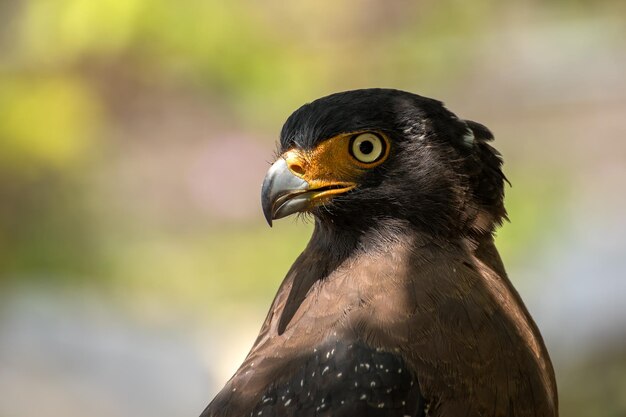 Foto nahaufnahme eines vogels