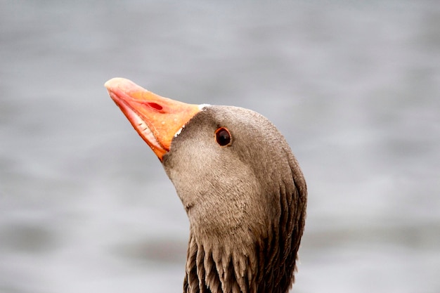 Foto nahaufnahme eines vogels