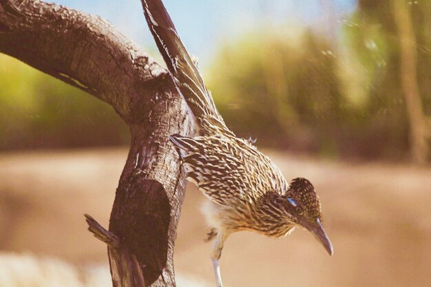 Nahaufnahme eines Vogels