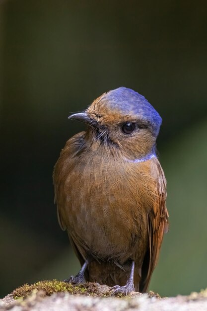 Foto nahaufnahme eines vogels