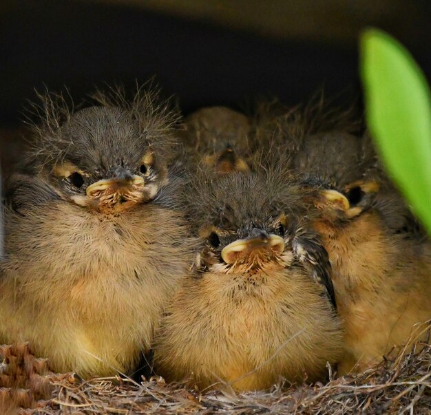 Foto nahaufnahme eines vogels