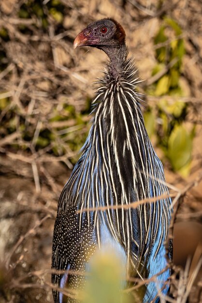 Nahaufnahme eines Vogels