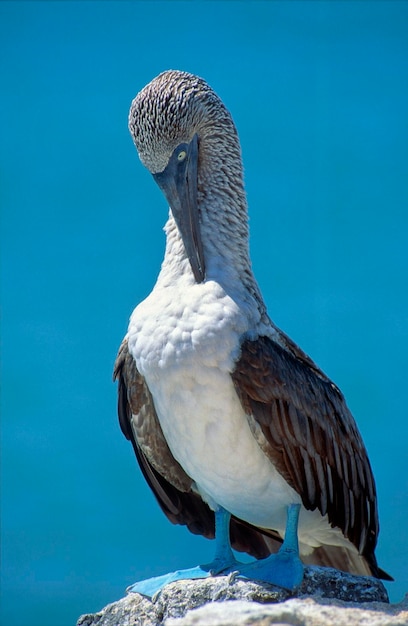 Nahaufnahme eines Vogels