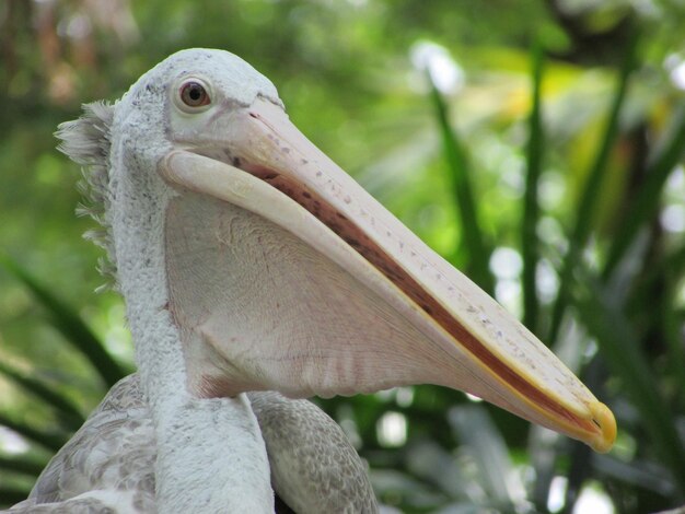 Foto nahaufnahme eines vogels