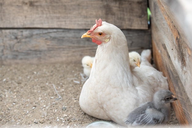 Foto nahaufnahme eines vogels