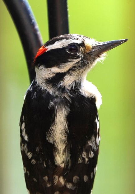 Foto nahaufnahme eines vogels