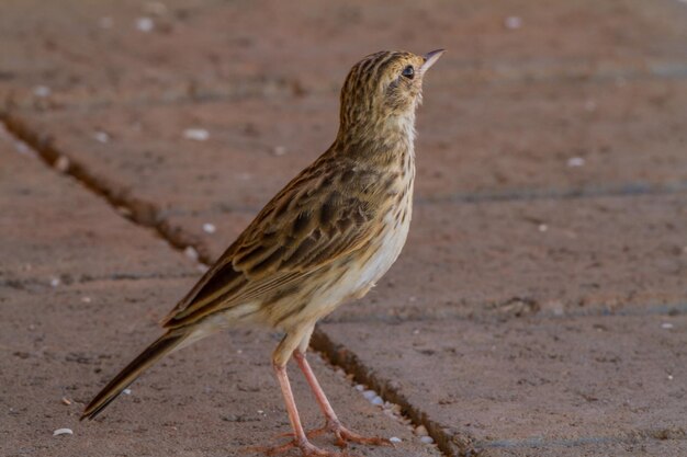 Foto nahaufnahme eines vogels