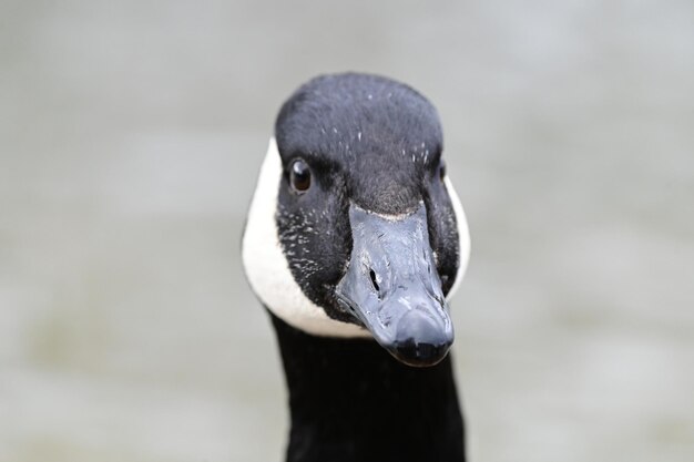 Foto nahaufnahme eines vogels