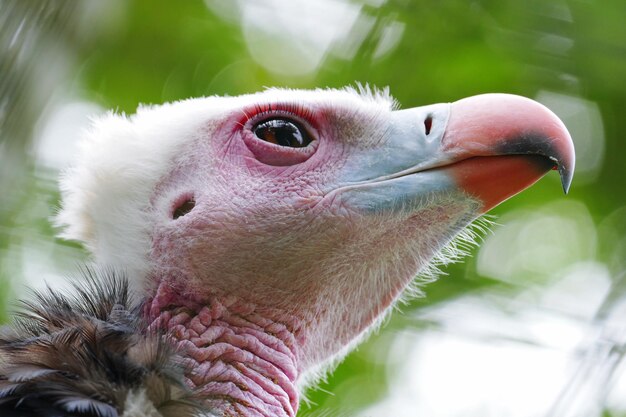 Foto nahaufnahme eines vogels