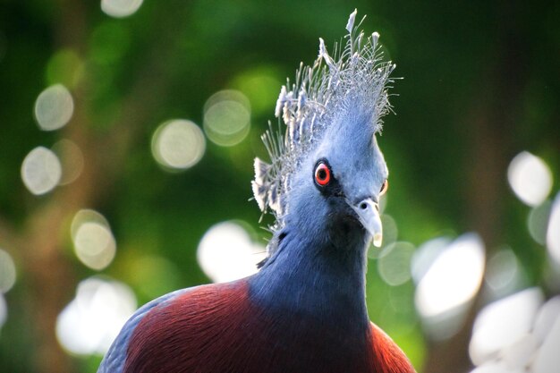 Foto nahaufnahme eines vogels