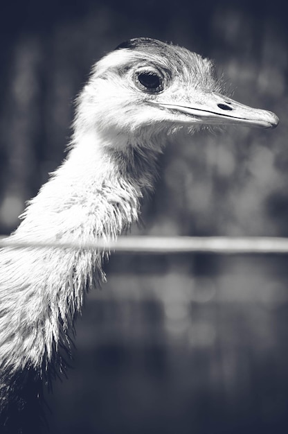 Foto nahaufnahme eines vogels