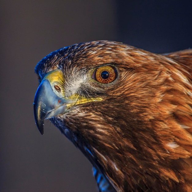 Nahaufnahme eines Vogels