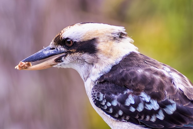 Foto nahaufnahme eines vogels