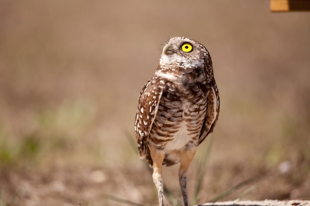 Foto nahaufnahme eines vogels