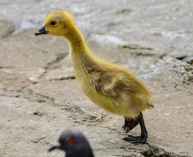 Foto nahaufnahme eines vogels