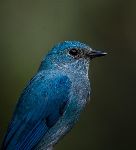 Foto nahaufnahme eines vogels