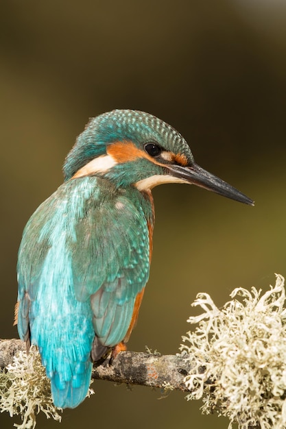 Foto nahaufnahme eines vogels