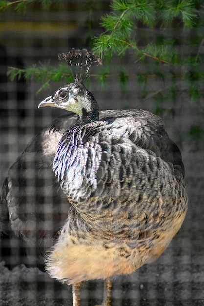 Nahaufnahme eines Vogels