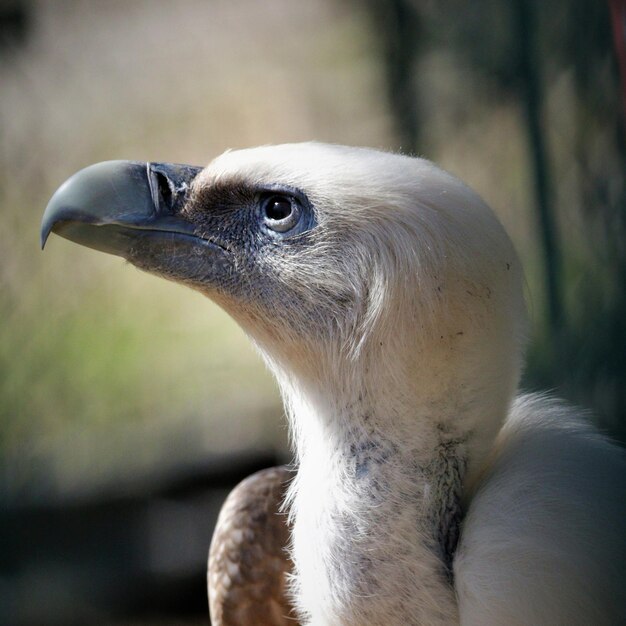 Nahaufnahme eines Vogels