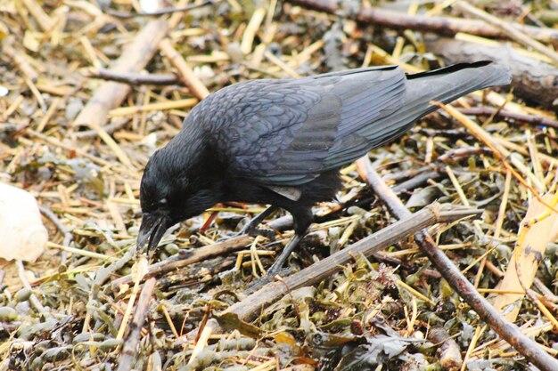 Foto nahaufnahme eines vogels