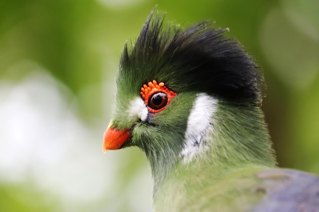 Nahaufnahme eines Vogels