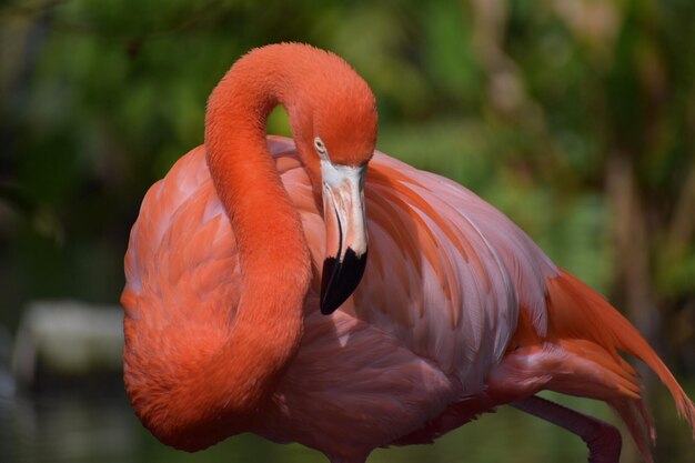 Nahaufnahme eines Vogels