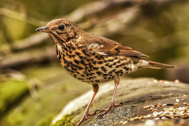 Foto nahaufnahme eines vogels