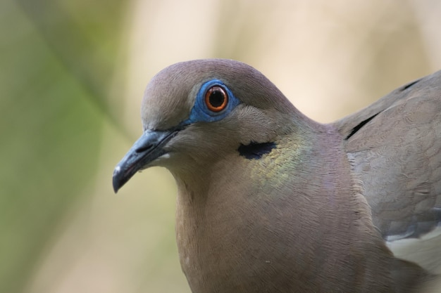 Foto nahaufnahme eines vogels