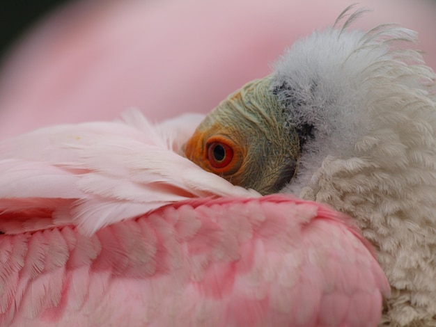 Foto nahaufnahme eines vogels