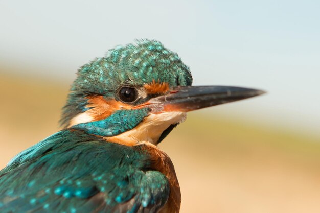 Foto nahaufnahme eines vogels