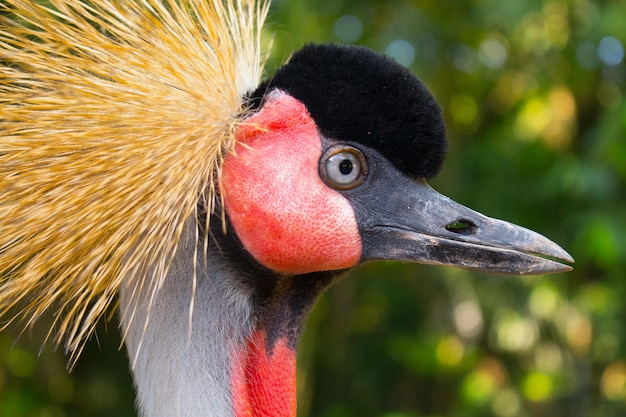 Foto nahaufnahme eines vogels