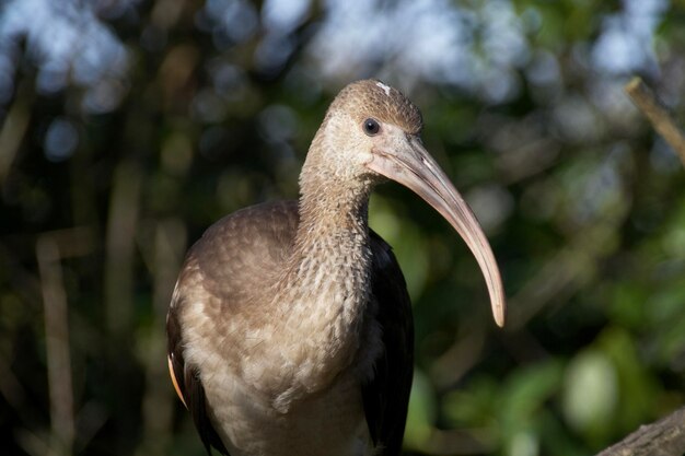 Foto nahaufnahme eines vogels