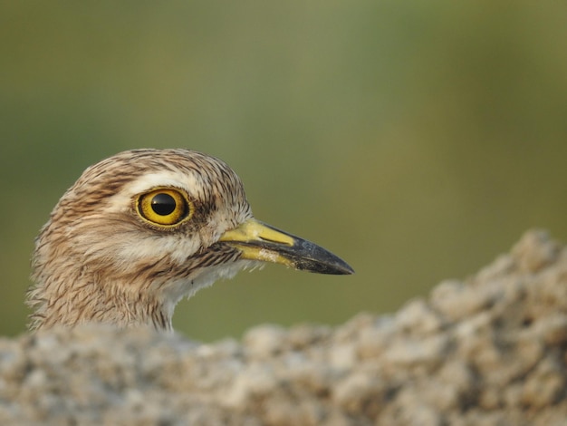 Nahaufnahme eines Vogels