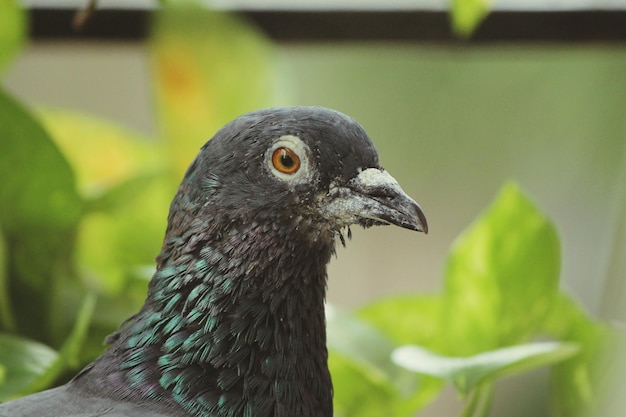 Foto nahaufnahme eines vogels