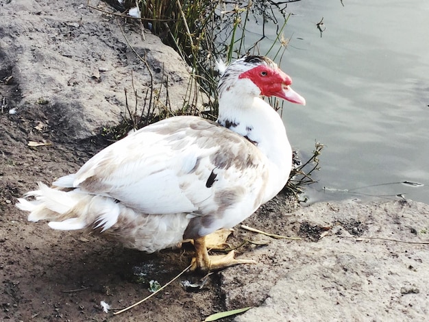 Foto nahaufnahme eines vogels