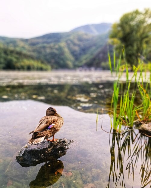 Nahaufnahme eines Vogels