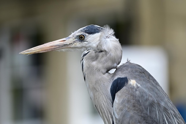 Foto nahaufnahme eines vogels