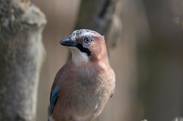 Foto nahaufnahme eines vogels