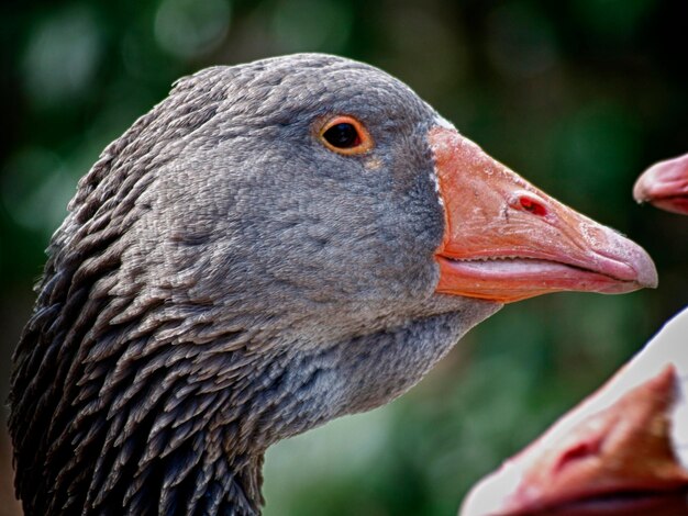 Foto nahaufnahme eines vogels