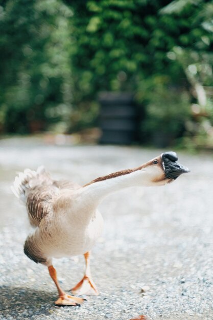 Foto nahaufnahme eines vogels