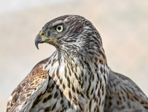 Foto nahaufnahme eines vogels