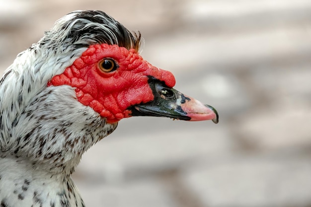 Nahaufnahme eines Vogels