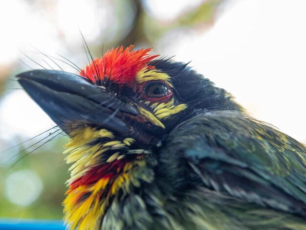 Foto nahaufnahme eines vogels