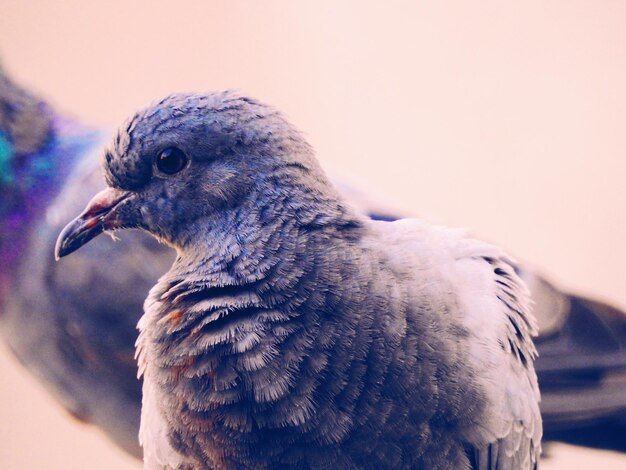 Nahaufnahme eines Vogels