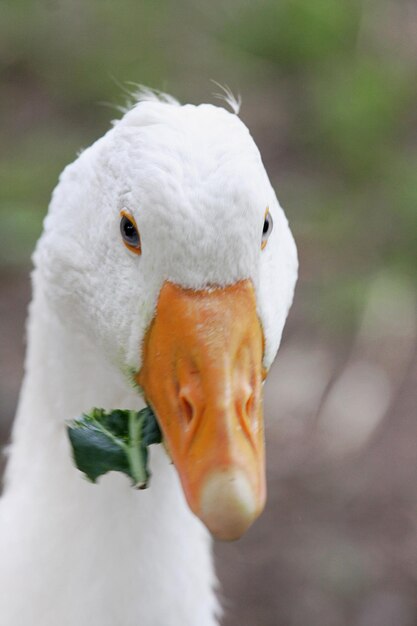 Nahaufnahme eines Vogels