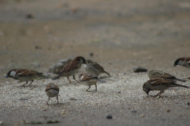 Foto nahaufnahme eines vogels