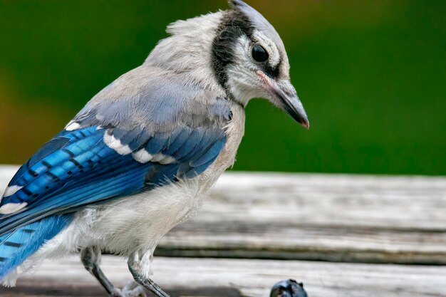 Nahaufnahme eines Vogels