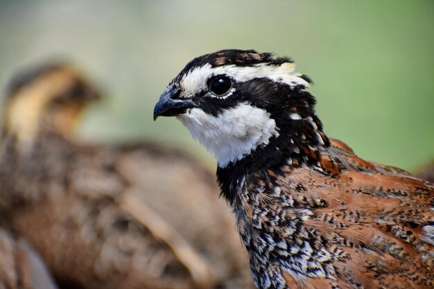 Foto nahaufnahme eines vogels